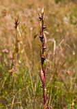 Orthoceras strictum Horned Orchid